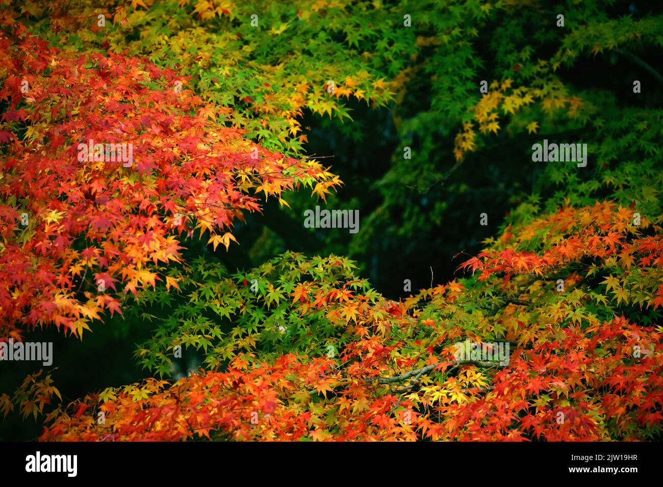 Une photo de fond en gros plan des feuilles d'érable japonais qui passent à la couleur rouge Banque D'Images