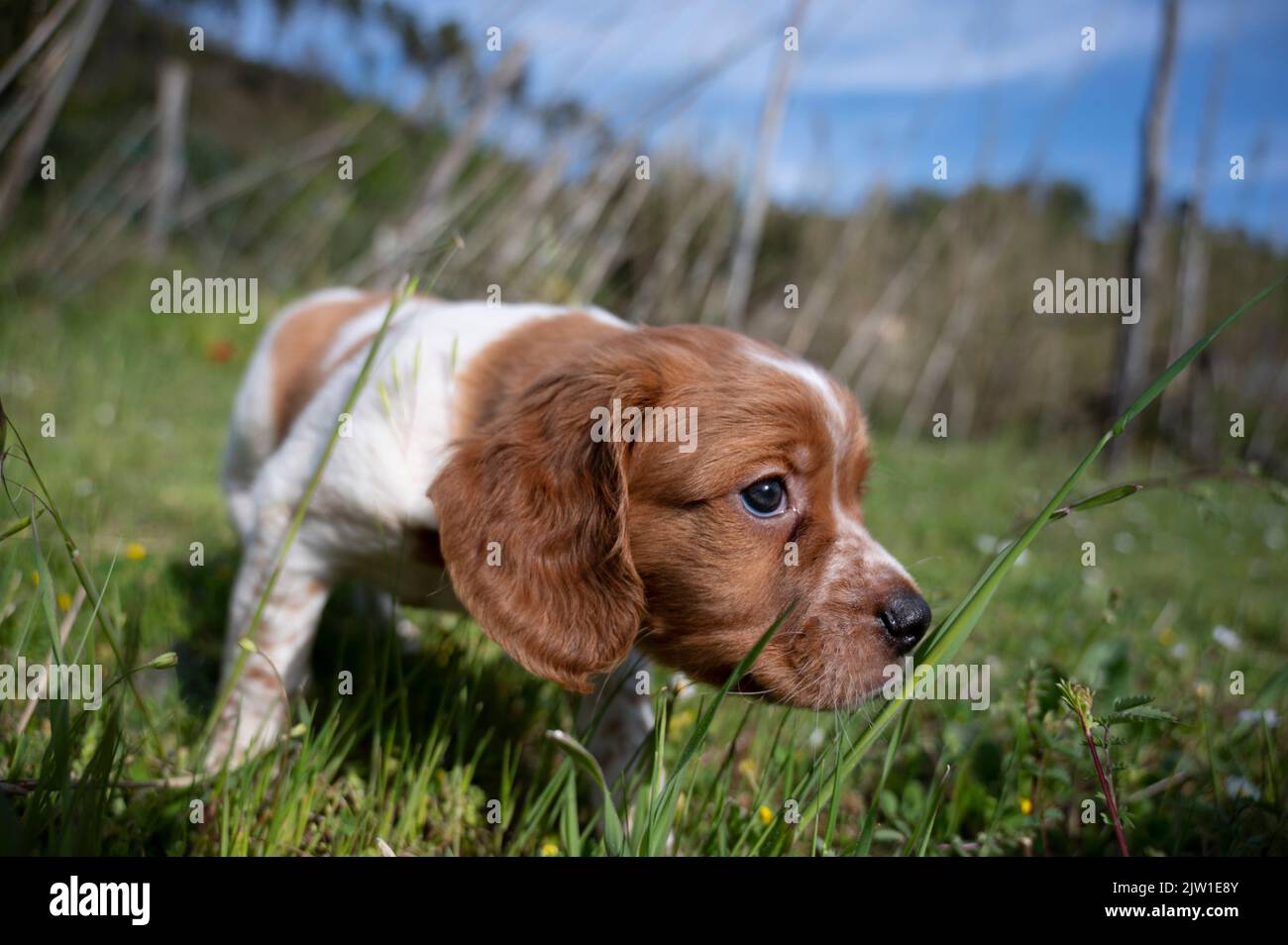 chiot blanc et orange, epagneul breton, bretagne Banque D'Images