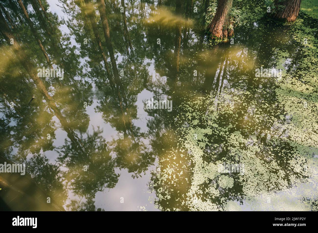 YANGZHOU, CHINE - 1 SEPTEMBRE 2022 - présence d'eau dans les terres humides du lac Luyang à Yangzhou, province de Jiangsu, Chine, 1 septembre 2022. Banque D'Images