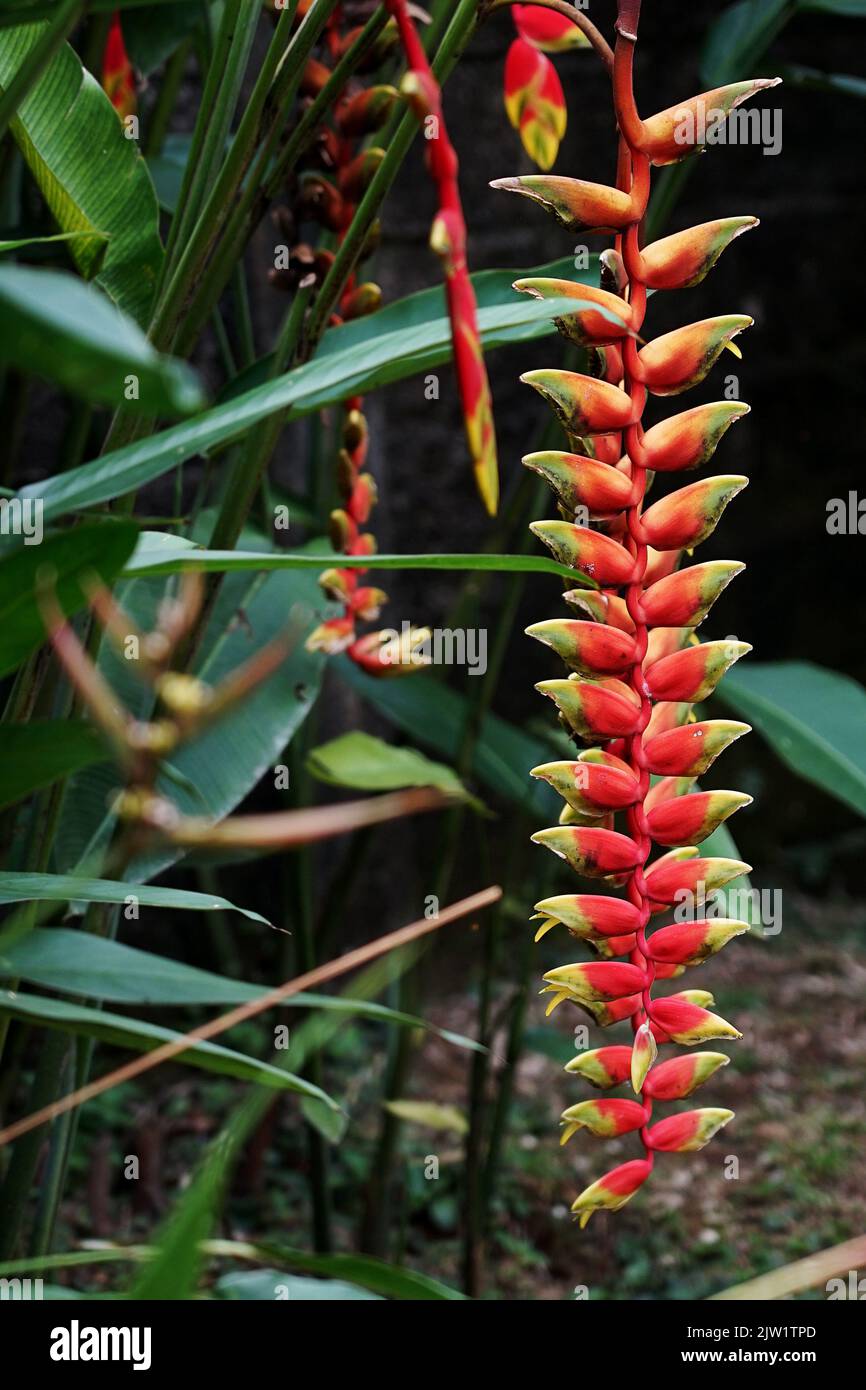 Beauté tropicale fleurs Heliconia SP Banque D'Images