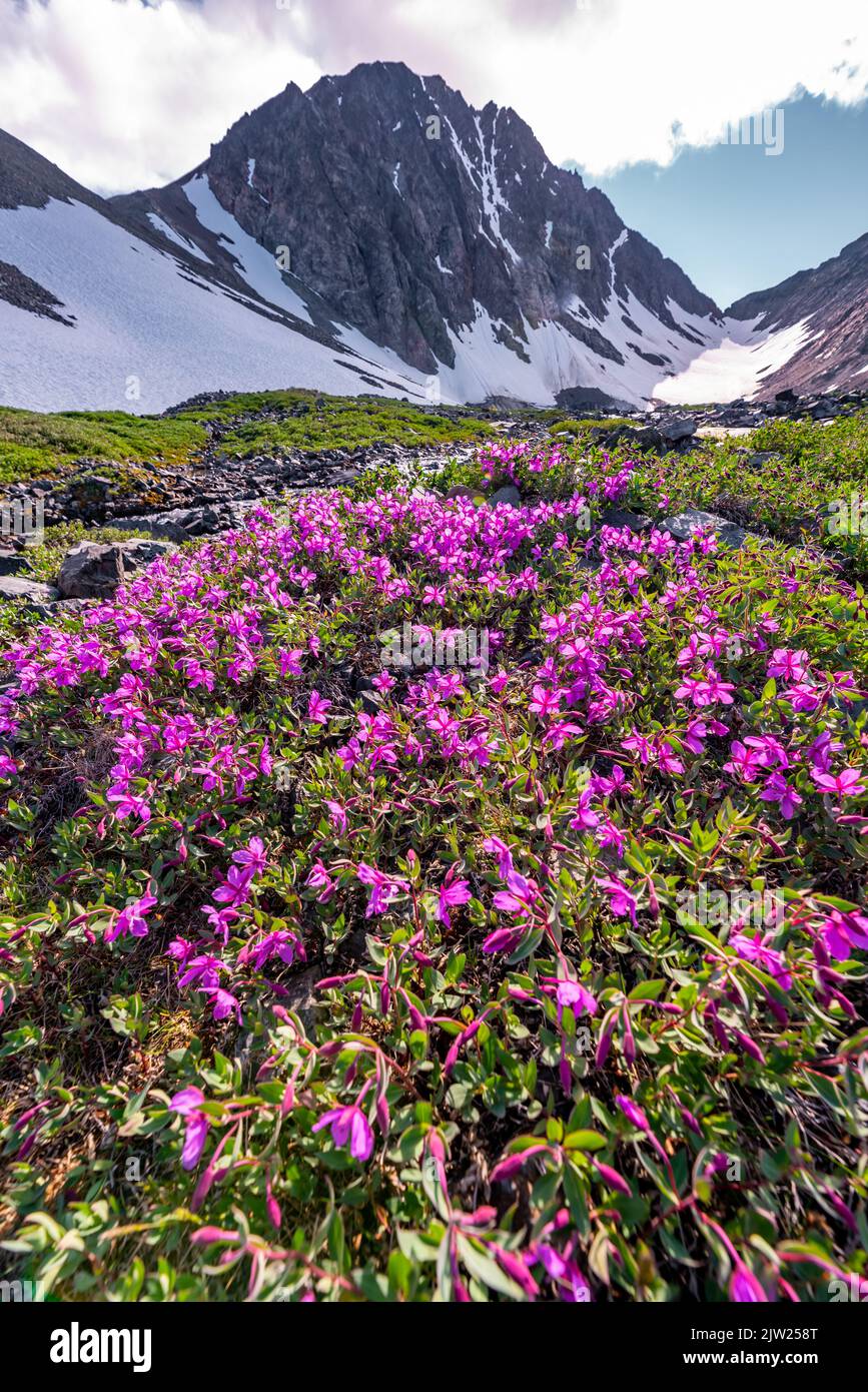 Superbe vue pittoresque d'été dans le nord du Canada, territoire du Yukon, en juillet. Banque D'Images