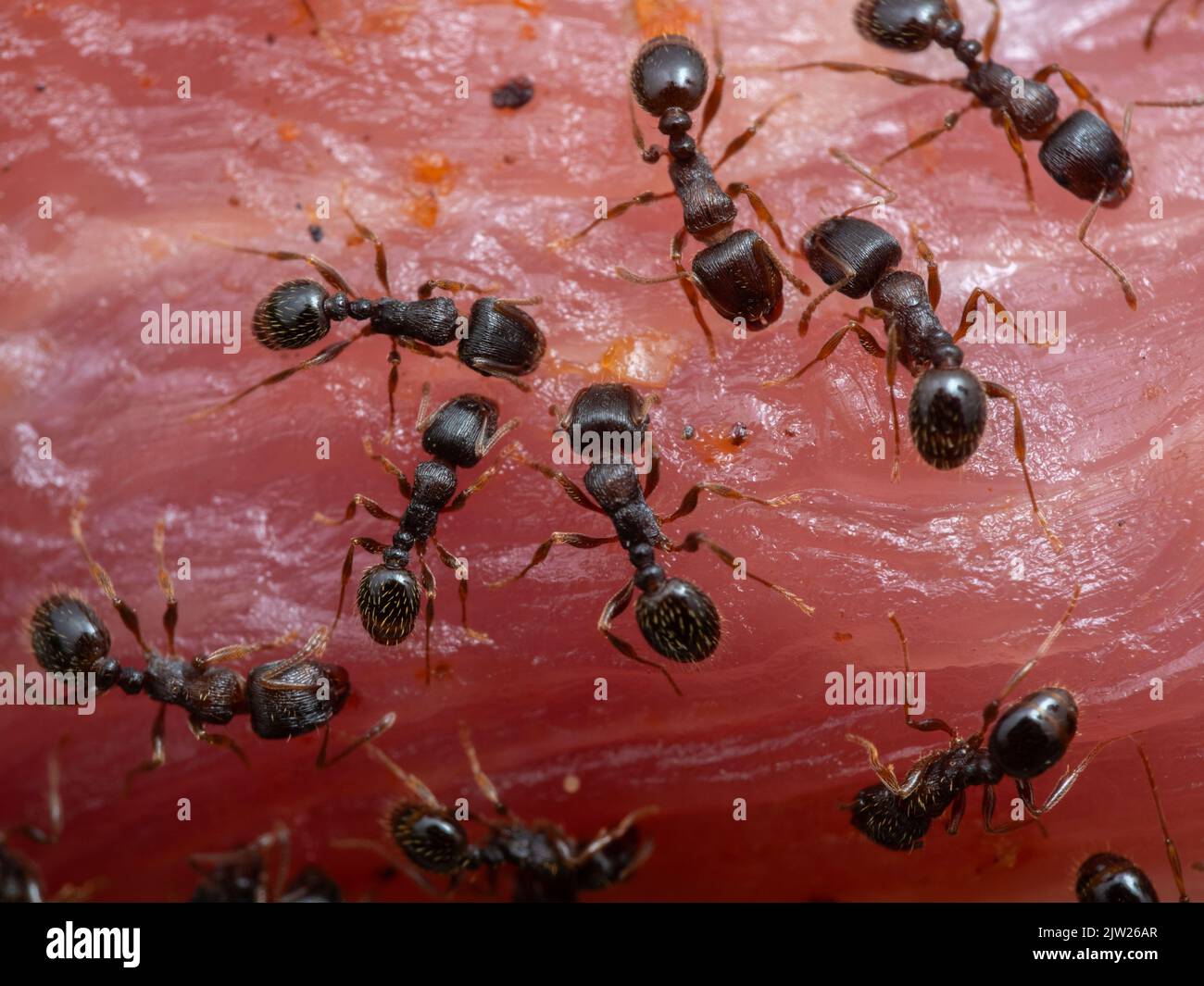 Gros plan de fourmis de chaussée minuscules (Tetramorium immigrans) se nourrissant d