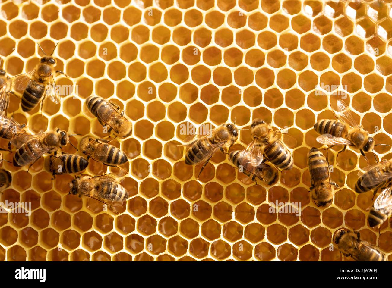 Les abeilles sur les rayons de miel avec le miel gros plan Banque D'Images