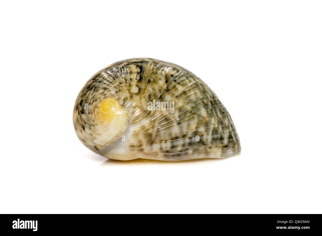 images de l'escargot de mer de nerita chamaeleon est une espèce d'escargot de mer, un mollusque de gastropode marine de la famille des néritidae. Animaux sous-marins. Coquillages. Banque D'Images