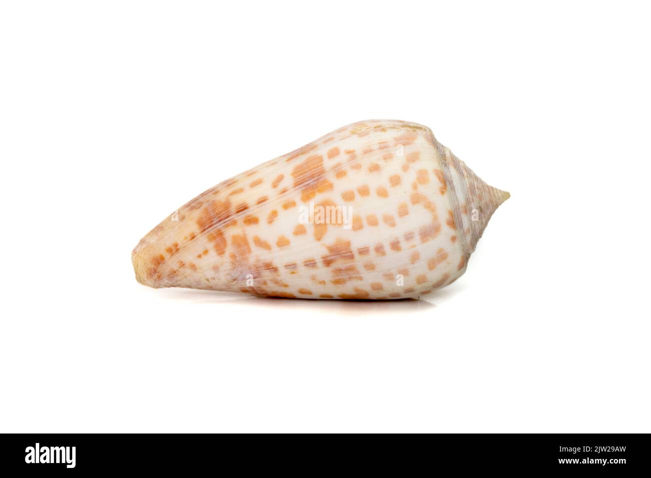 Image de conus tessulatus, nom commun le cône à facettes, est une espèce d'escargot de mer, un mollusque de gastropodes marin de la famille des Conidae. Ani sous-marin Banque D'Images