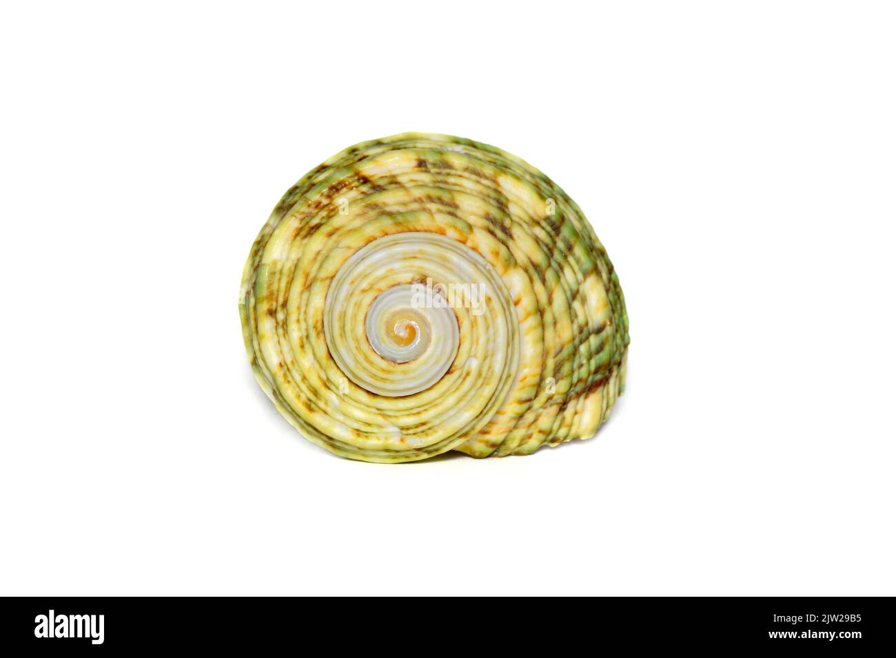 Image d'une coque de mer Turbo verte sur fond blanc. Animaux sous-marins. Coquillages. Banque D'Images