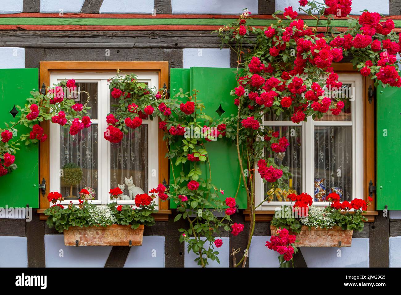 Maison à colombages, fenêtre avec rose grimpant rouge, Palatinat, Rhénanie-Palatinat, Allemagne Banque D'Images