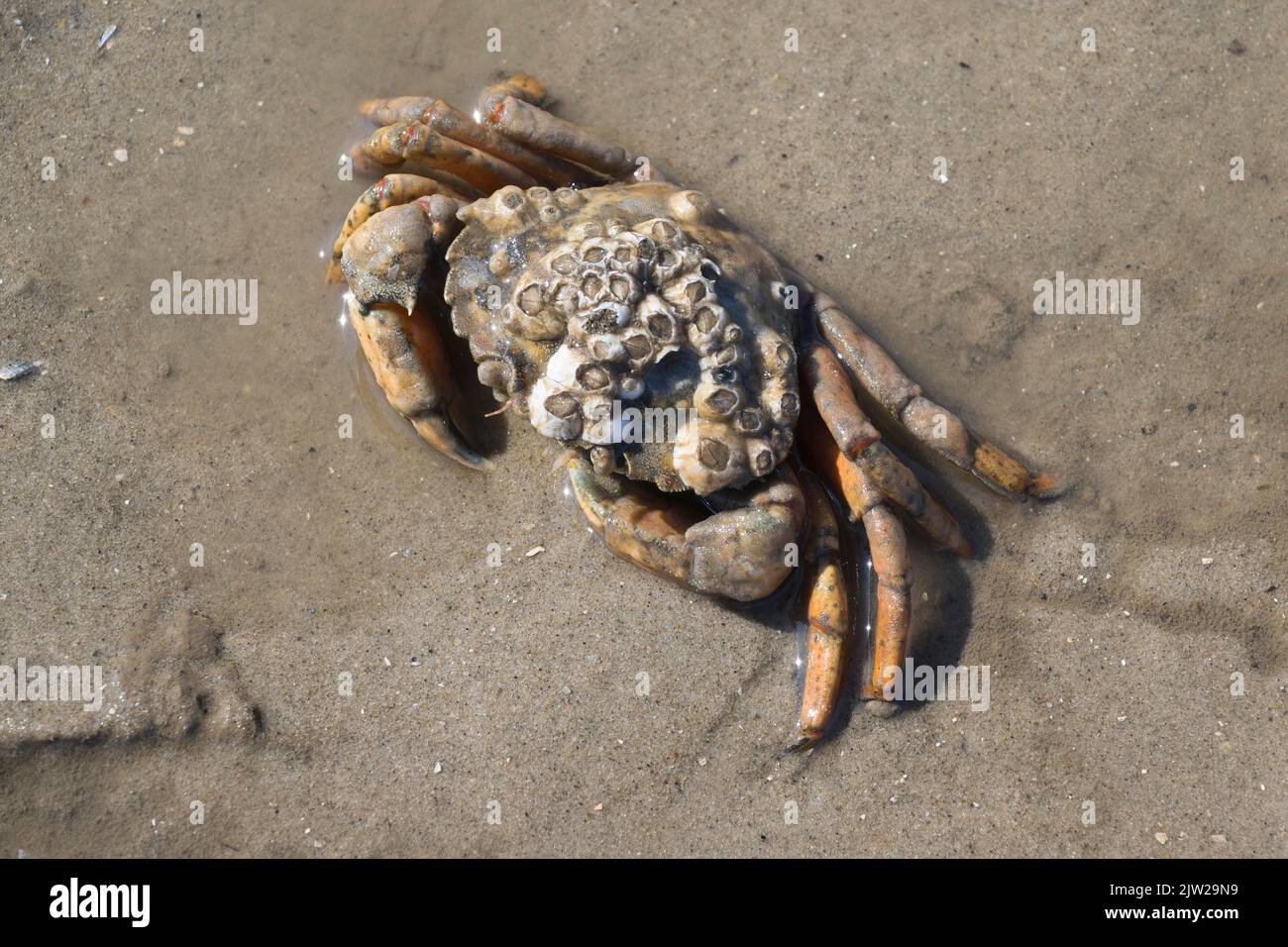 Barnacle (Semibalanus balanoides) crabes de cascades (cancer pagurus), Langeoog, Basse-Saxe, Allemagne Banque D'Images