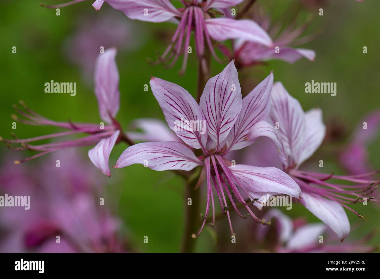 Fleur du dittany (Dictamnus albus), Mecklembourg-Poméranie-Occidentale, Allemagne Banque D'Images