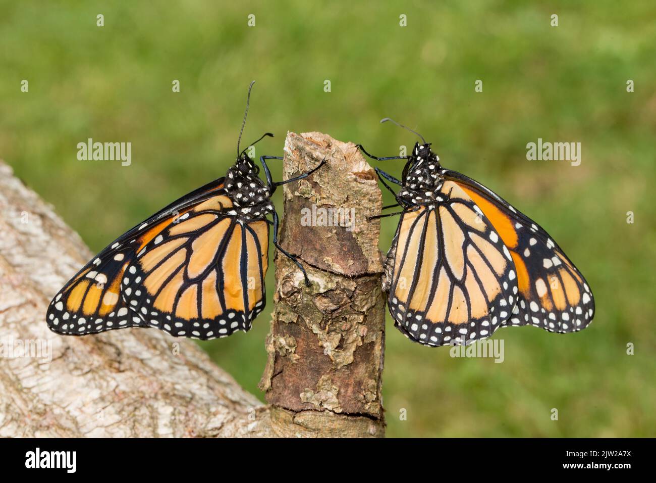 Monarque papillon deux papillons avec des ailes fermées assis sur le tronc d'arbre regardant l'un à l'autre Banque D'Images