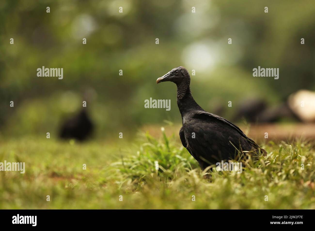 La vautour noire est un charogne et se nourrit de charogne. Coragyps atratus. WSildlife Costa Rica Banque D'Images