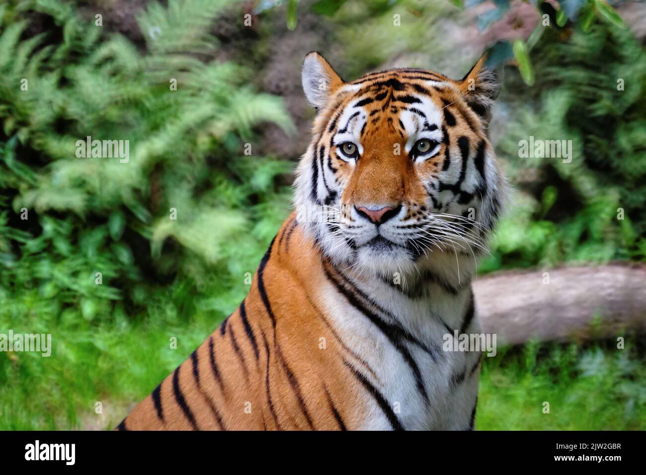 Portrait d'une alerte de tigre du Bengale royal et regarder la caméra. Animal national du Bangladesh Banque D'Images