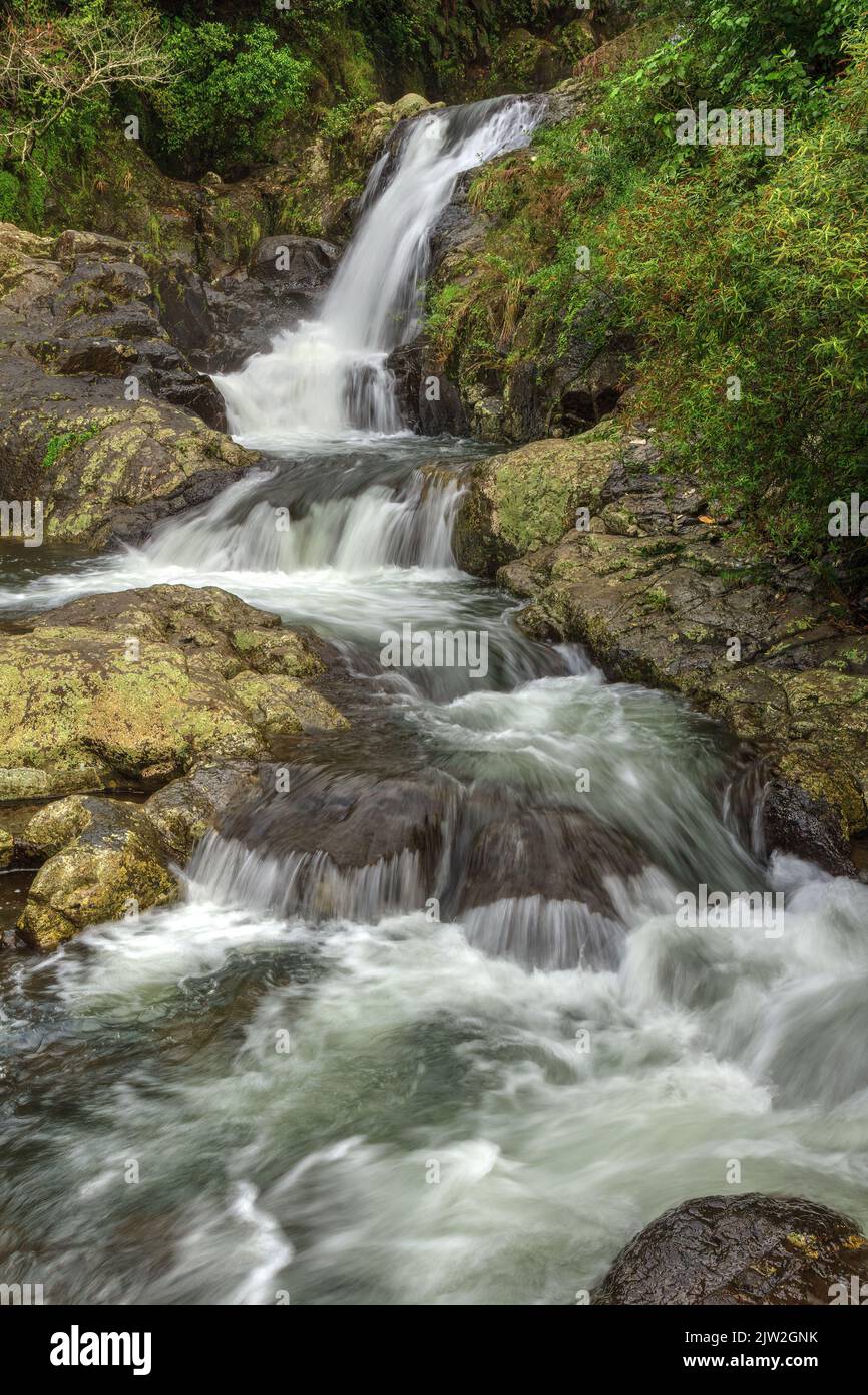 Une cascade à plusieurs niveaux en cascade sur des rochers couverts de lichen dans la forêt. Kaiate Falls, Bay of Plenty, Nouvelle-Zélande Banque D'Images