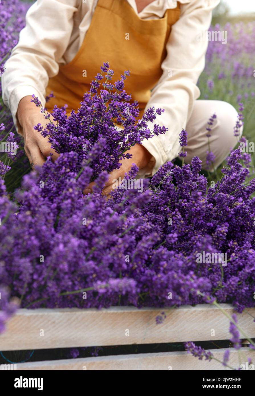Jardinière féminine non reconnaissable en vêtements décontractés et tablier coupant des fleurs de lavande avec des sécateurs tout en travaillant à la ferme le jour de l'été Banque D'Images