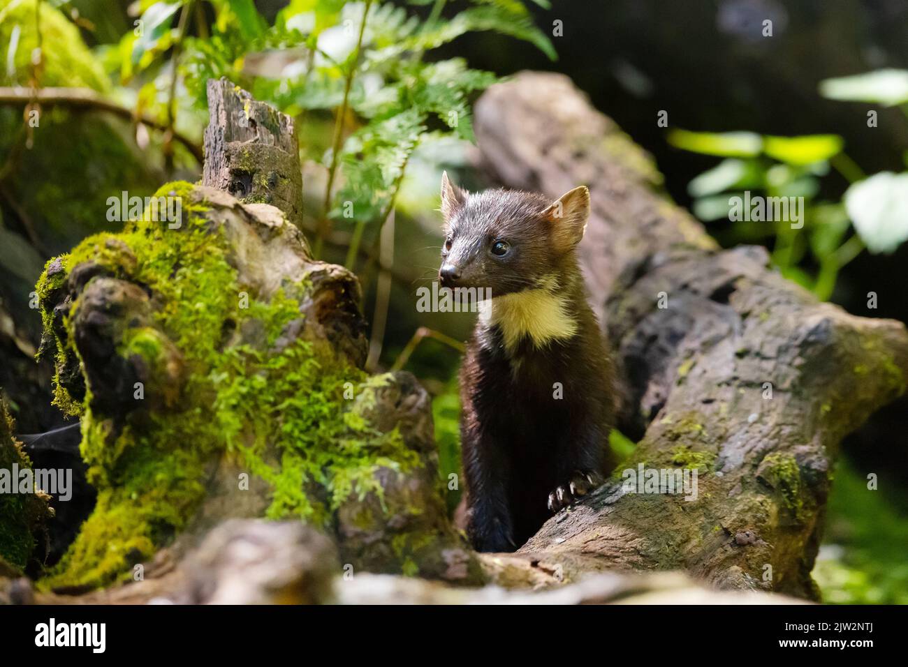 Martre d'europe sauvage de pin debout au sol de la forêt vierge Banque D'Images