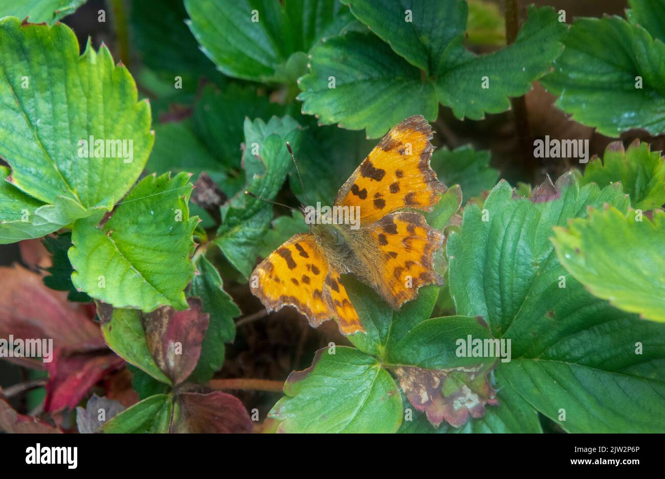 Comma butterfly on leaf Banque D'Images