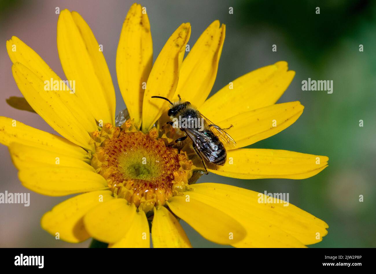 Colletes espèce abeille sur fleur jaune Banque D'Images