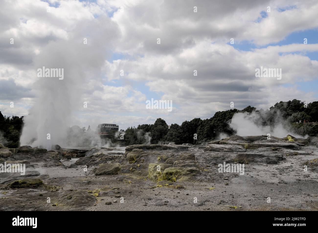 Le geyser de Pohutu éclate environ une ou deux fois par heure envoyant environ 30 mètres (quatre-vingt-dix pieds) de vapeur dans l'air à te Puia Whakarewarewa géothermique Banque D'Images