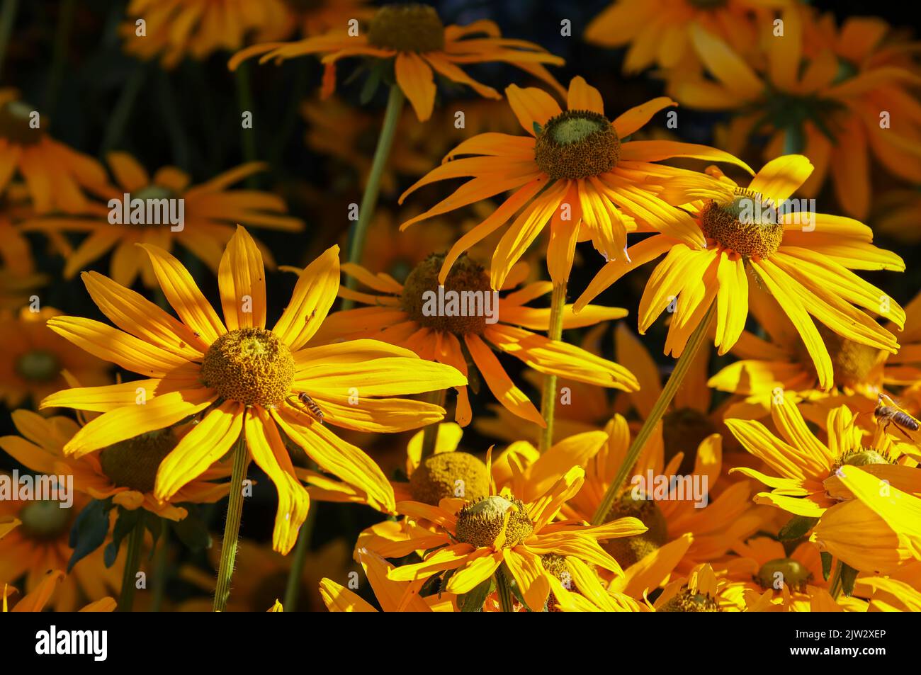 Des fleurs jaunes vives, 'Rudbeckia hirta', 'Irish Eyes' ou 'Black Eyed Susan' fleurissent à la fin de l'été sous une lumière ébouriélée. Dublin, Irlande Banque D'Images