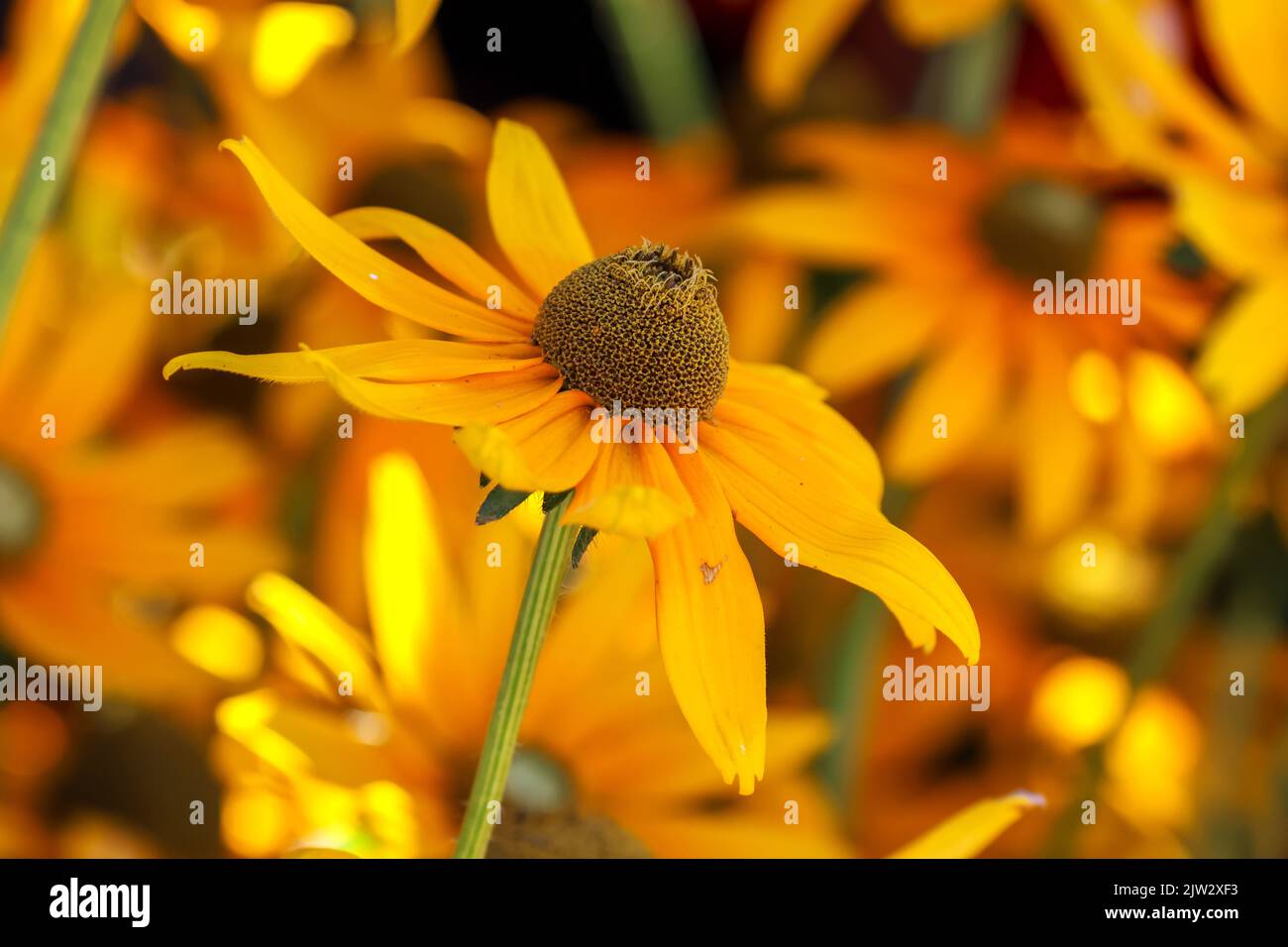 Fleurs jaunes vives, 'Rudbeckia hirta', 'Irish Eyes' ou 'Black Eyed Susan' , concentration sélective sur une fleur isolée. Dublin, Irlande Banque D'Images
