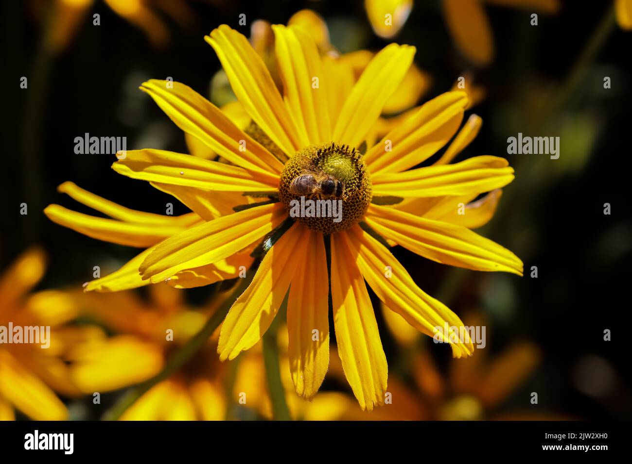 Fleurs jaunes vives, 'Rudbeckia hirta', 'Irish Eyes' ou 'Black Eyed Susan', isolées sur fond sombre. Dublin, Irlande Banque D'Images