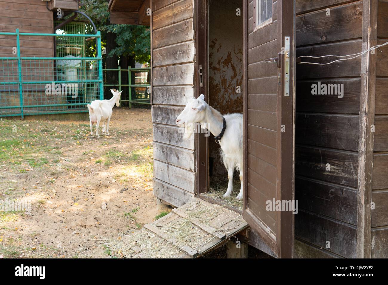 Chèvre animal blanc bétail mammifère corné agriculture domestique rural, pour campagne vert pour les cheveux en haut et d'été, gros plan. Femme à tête en laine, Banque D'Images