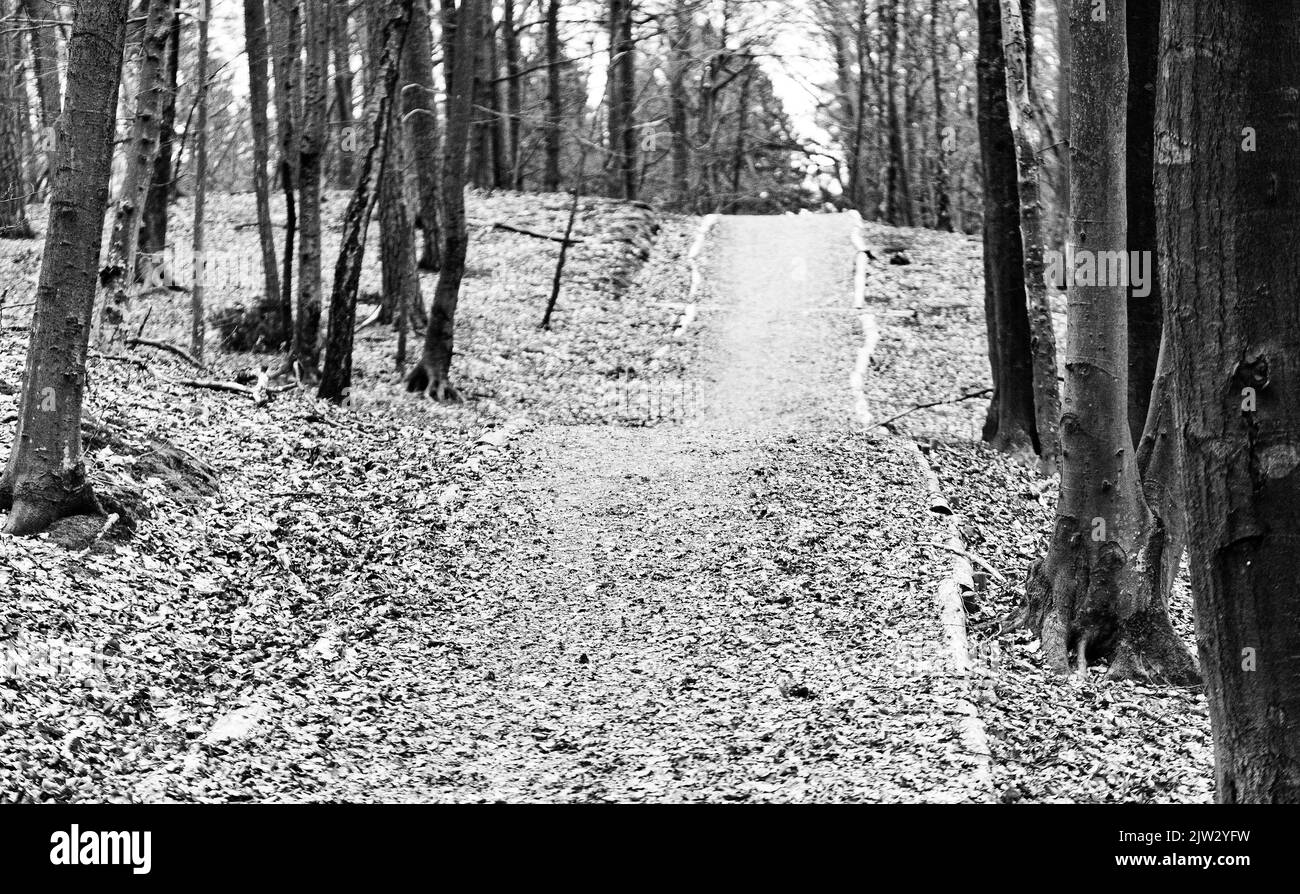 Forêt d'automne, arbres sans feuilles. Les feuilles brunes se trouvent sous les arbres. Temps sombre. Banque D'Images