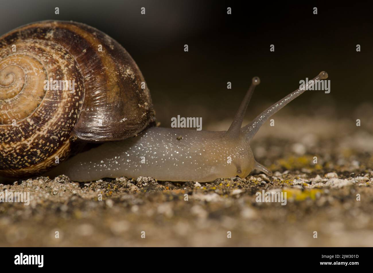 Escargot de lait Otala lactea. San Lorenzo. Las Palmas de Gran Canaria. Grande Canarie. Îles Canaries. Espagne. Banque D'Images