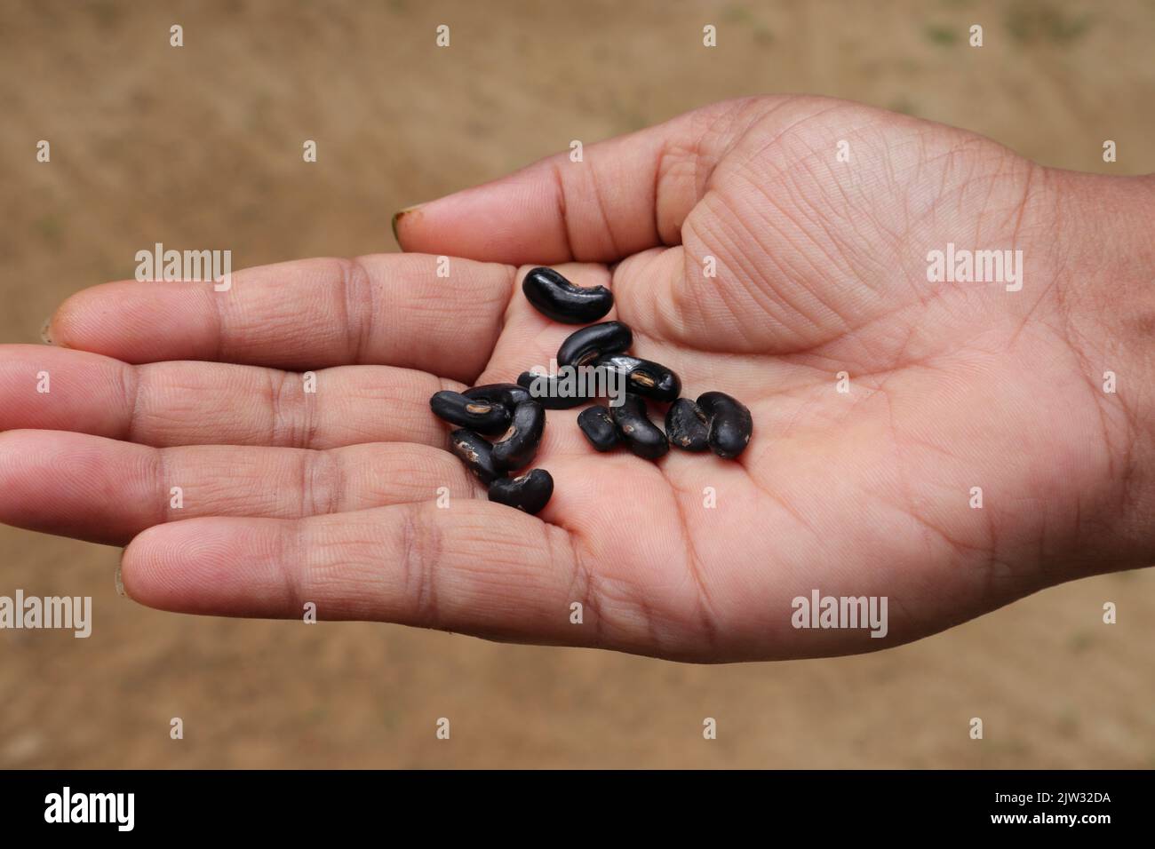 Gros plan de la paume d'une femme avec plusieurs graines de yard longues (haricots asperges) sèches Banque D'Images