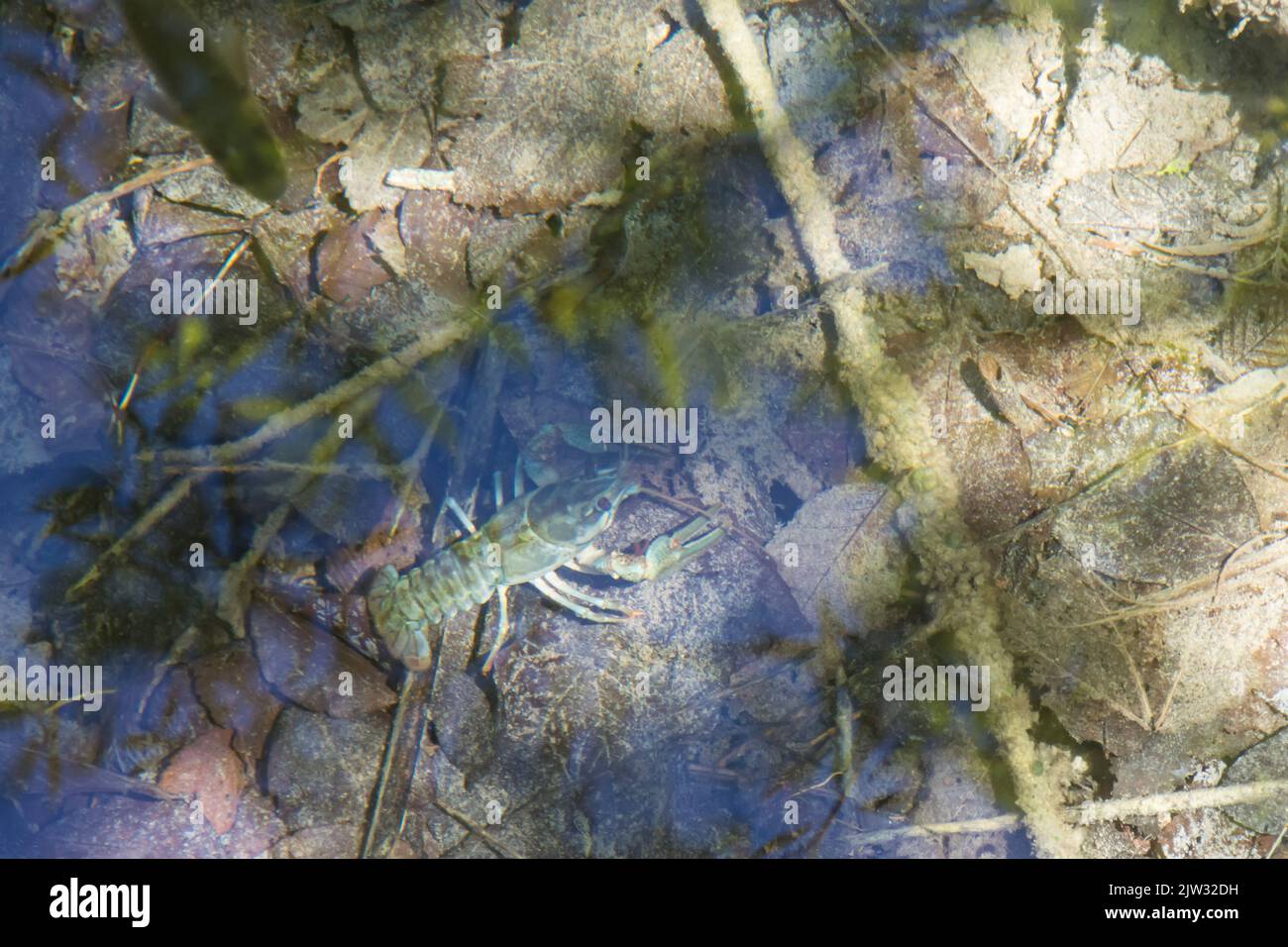 Un écrevisse européen (Astacus astacus) dans l'eau claire et peu profonde d'une piscine vue d'en haut. Parc national des lacs de Plitvice, Coatia, Europe. Banque D'Images