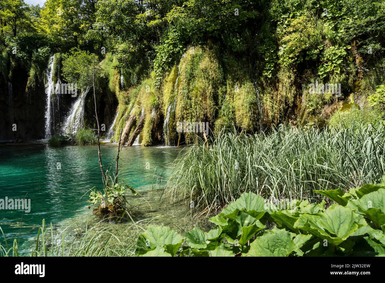 Environnement pittoresque avec roseaux, mousse et eau turquoise d'une petite piscine dans le parc national des lacs de Plitvice, Croatie, Europe. Banque D'Images