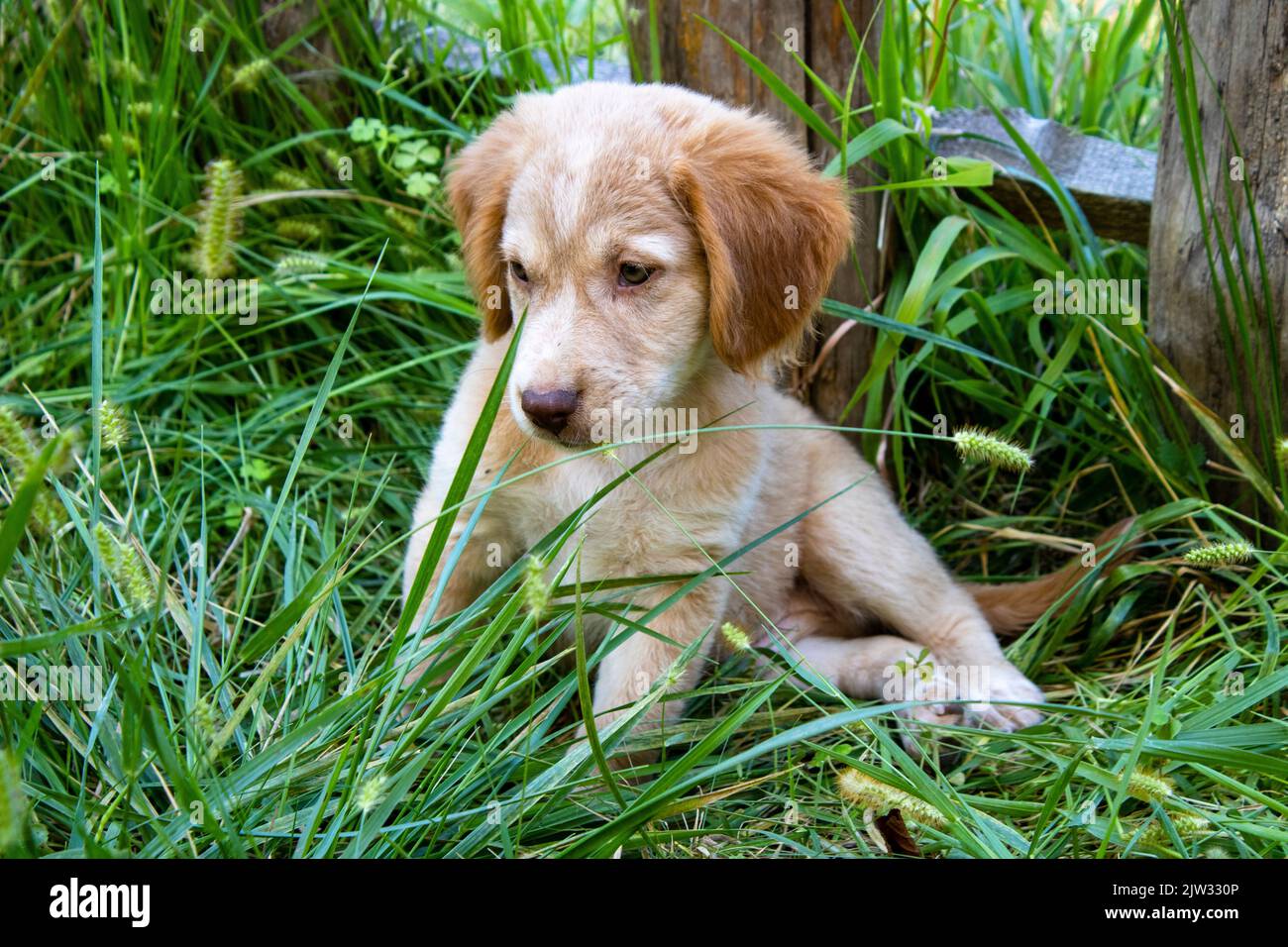 Chiot jouant sur l'herbe verte Banque D'Images