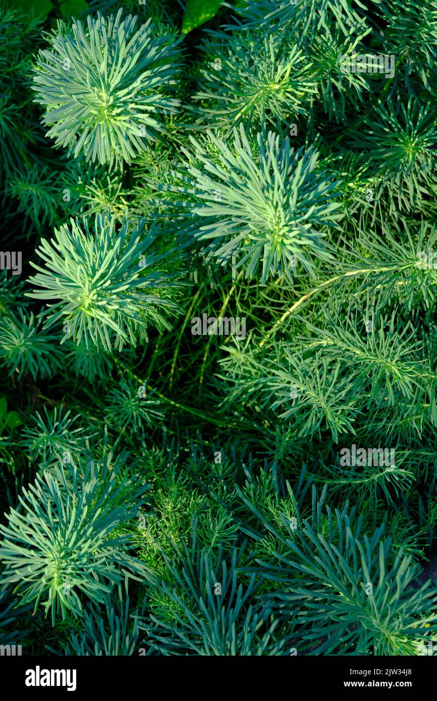 Arrière-plan vert abstrait de l'aiguille comme la plante en gros plan Banque D'Images