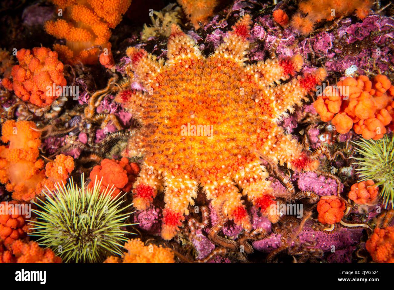 Étoile de soleil épineuse, corail rouge et oursin vert sous l'eau du fleuve Saint-Laurent au Canada Banque D'Images