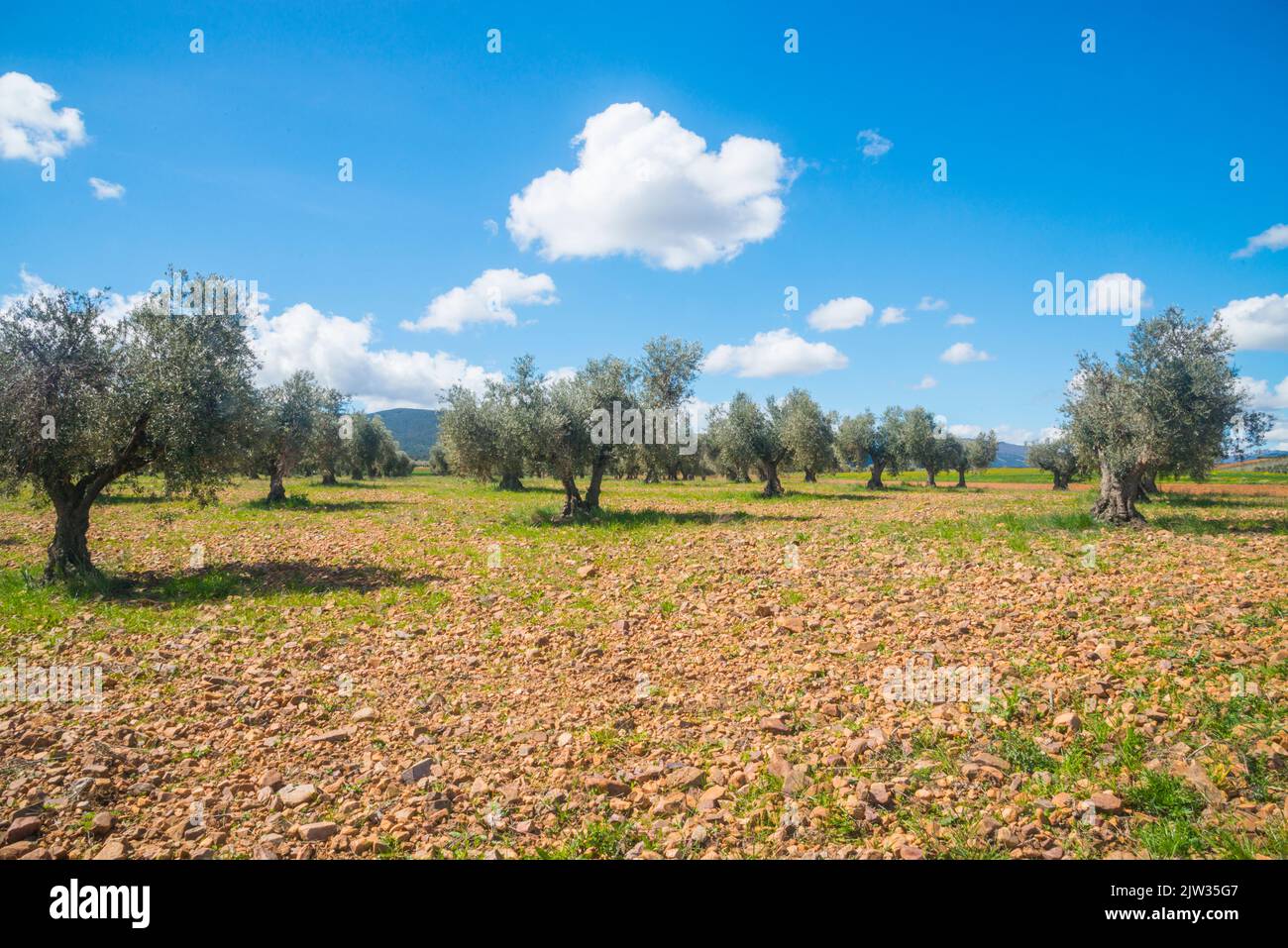oliveraie. Arisgotes, province de Tolède, Castilla la Mancha, Espagne. Banque D'Images