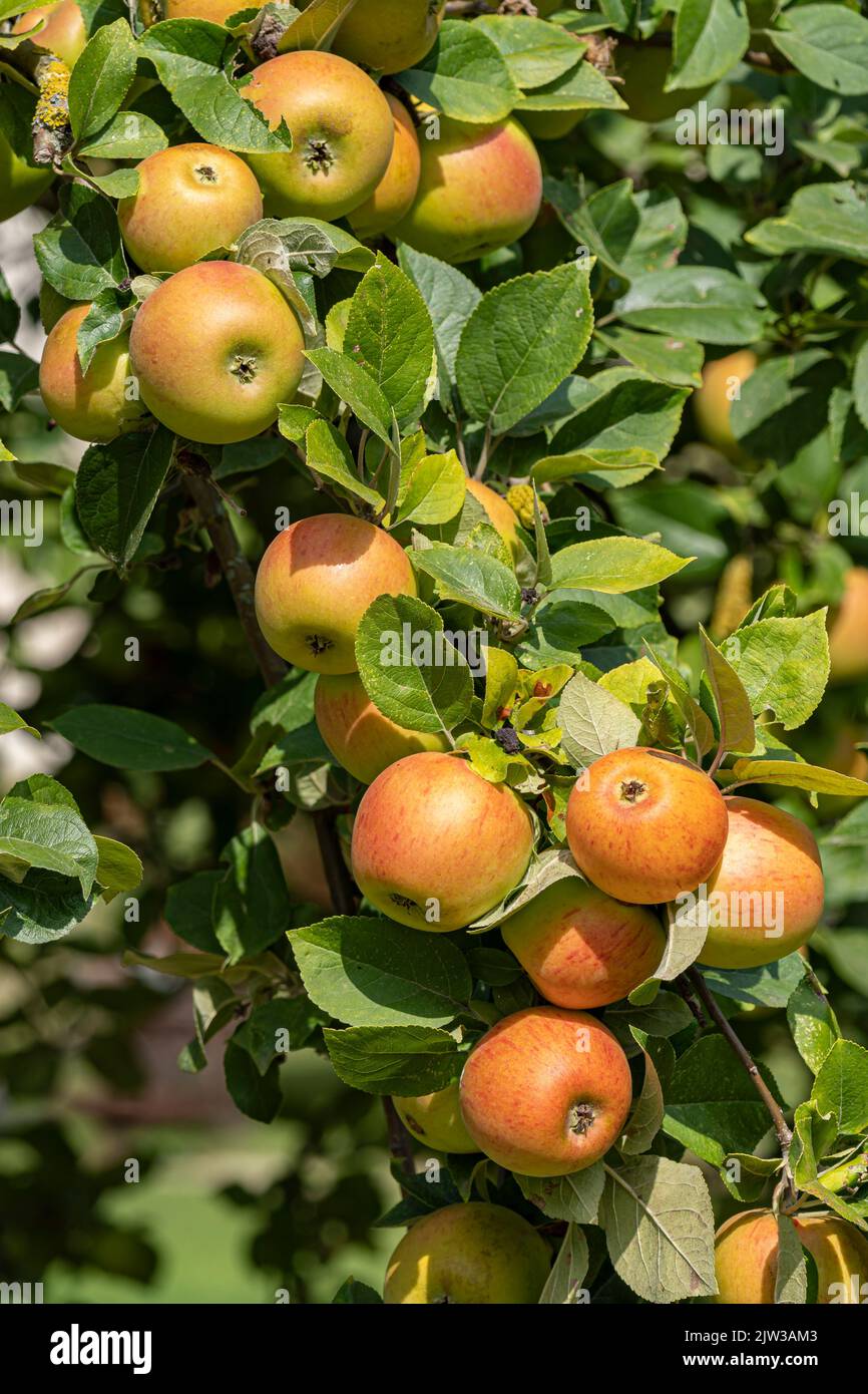 Roi des Pippins - Apple Banque D'Images