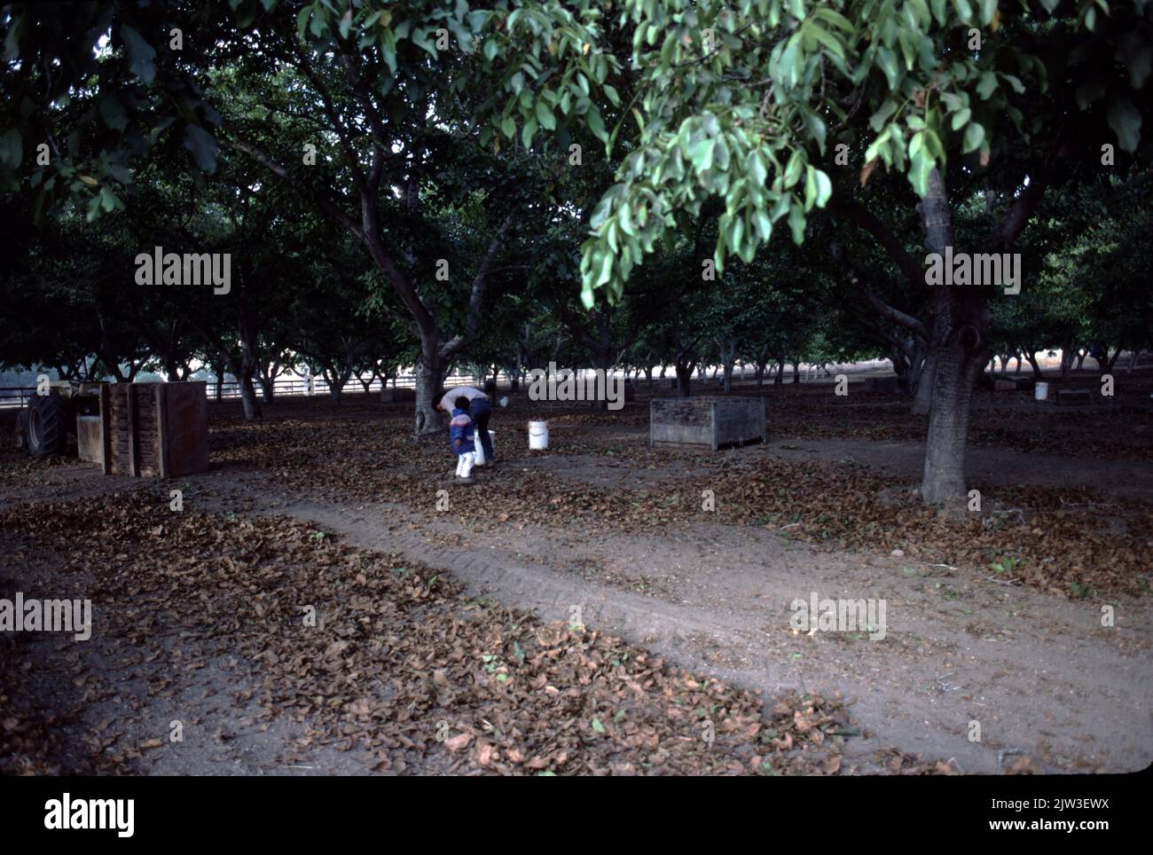 Noyeraie ballard Banque de photographies et d’images à haute résolution Alamy