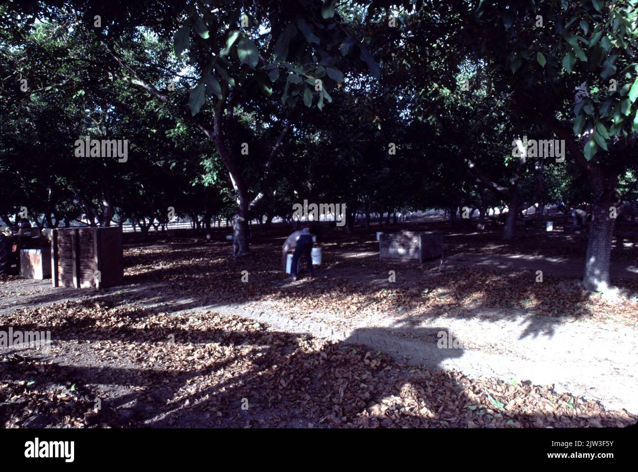Noyeraie ballard Banque de photographies et d’images à haute résolution Alamy