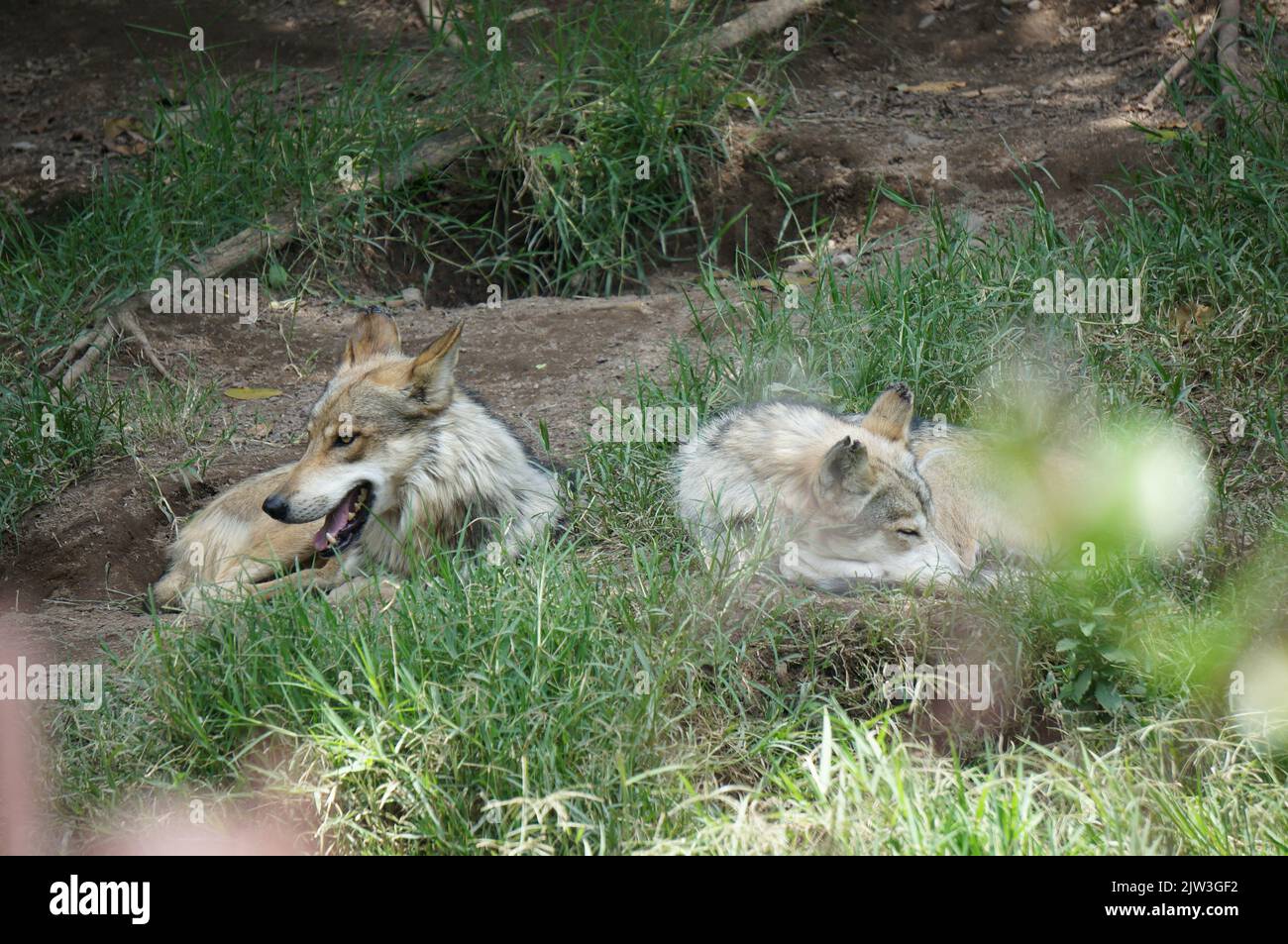 Loups mexicains se reposant dans l'herbe Banque D'Images