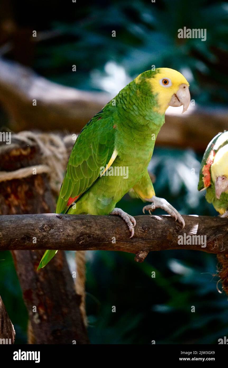 Perroquet d'amazone à tête jaune au zoo de Guadalajara Banque D'Images