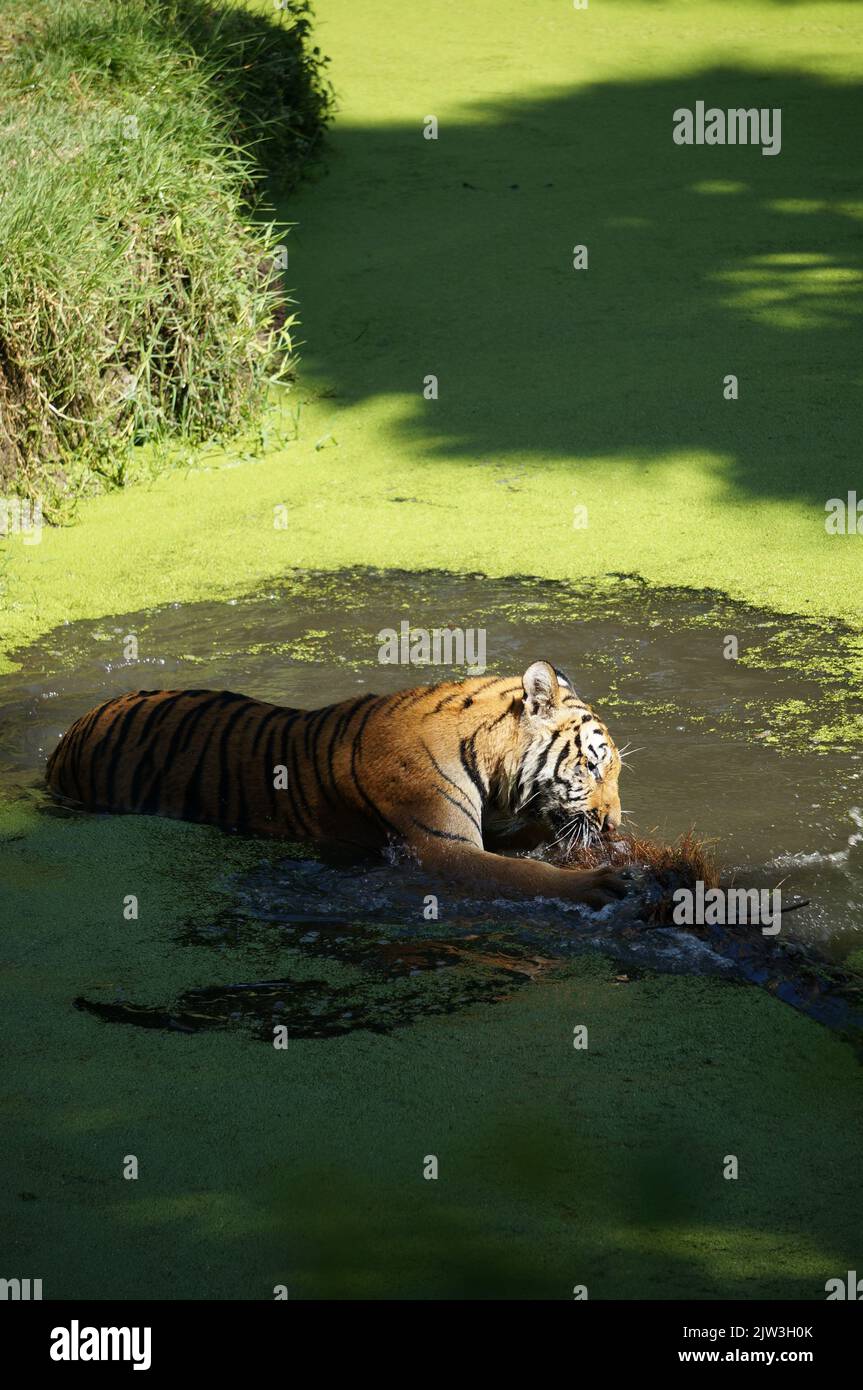 Tigre du Bengale à Zoológico Guadalajara Banque D'Images