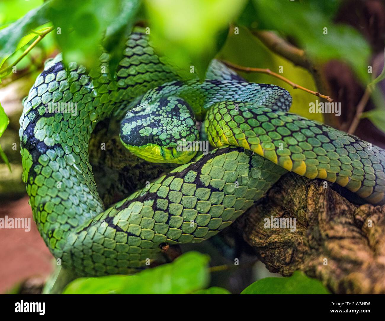 Pitviper vert sri lankais (Trimeresurus trigonocephalus), portrait, endémique au Sri Lanka Banque D'Images