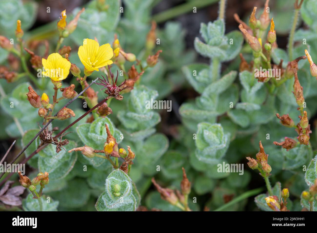 Marsh St John's-moût (Hypericum elodes), espèce de plante à fleurs qui pousse autour d'un étang acide, Hampshire, Angleterre, Royaume-Uni Banque D'Images