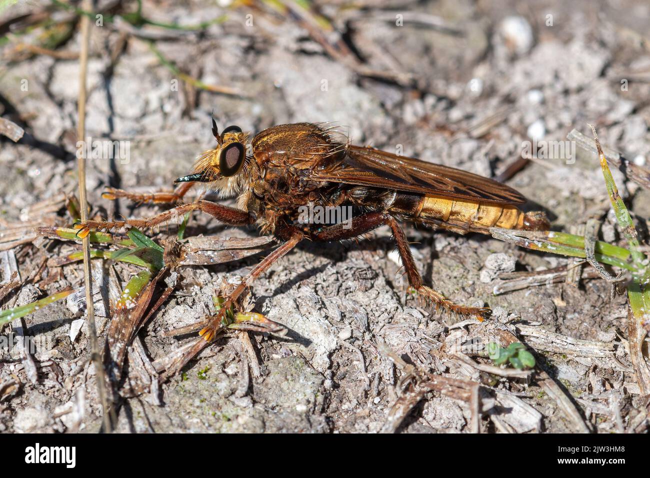 Hornet robberfly (Asilus crabroniformis), un schéma de hornet sur la craie du fond, Hampshire, Angleterre, Royaume-Uni Banque D'Images