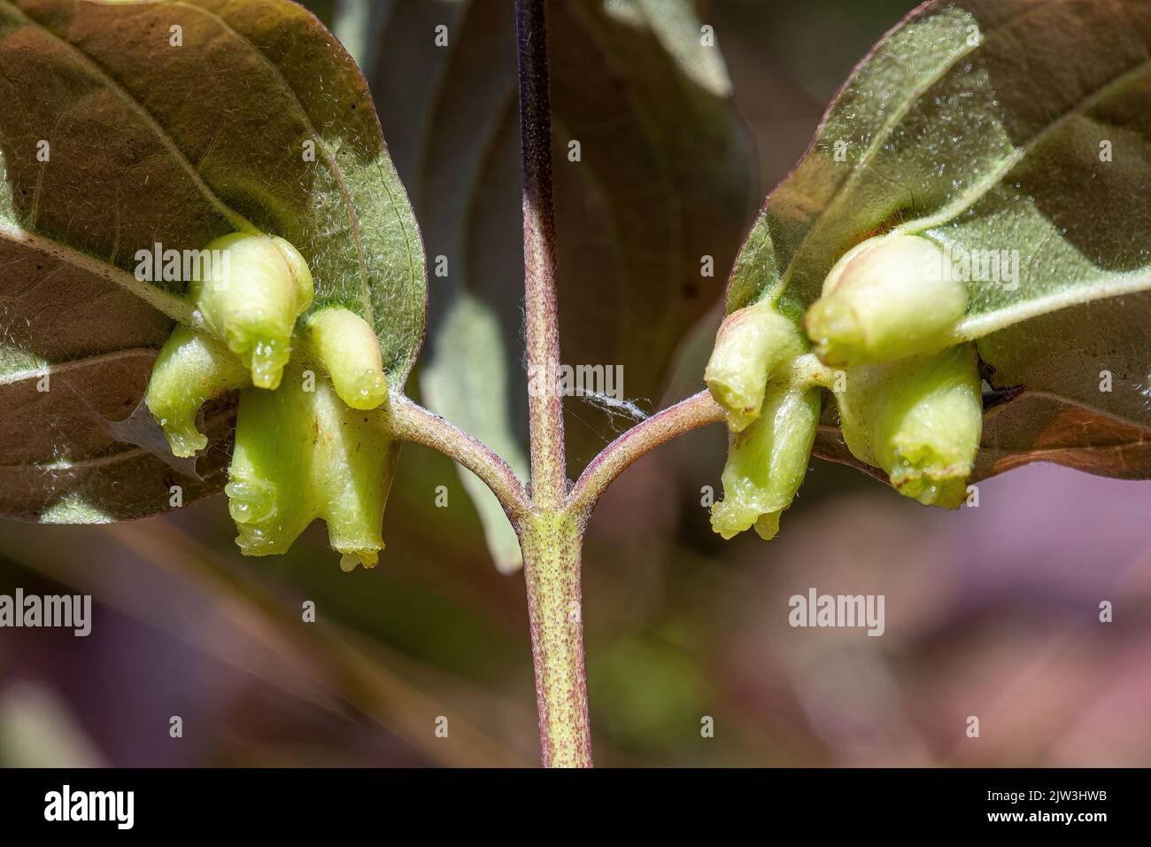 Des galettes sur les feuilles de bois de chien (Cornus sanguinea) causées par les larves du mousde de rivet de bois de chien Craneiobia corni, Hampshire, Angleterre, Royaume-Uni Banque D'Images