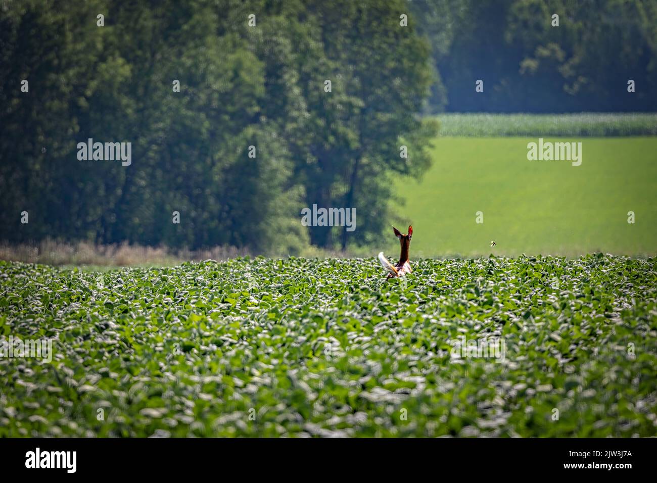 Un cerf traverse un champ de maïs lors d'une journée d'été ensoleillée près de Manitowoc, Wisconsin. Banque D'Images