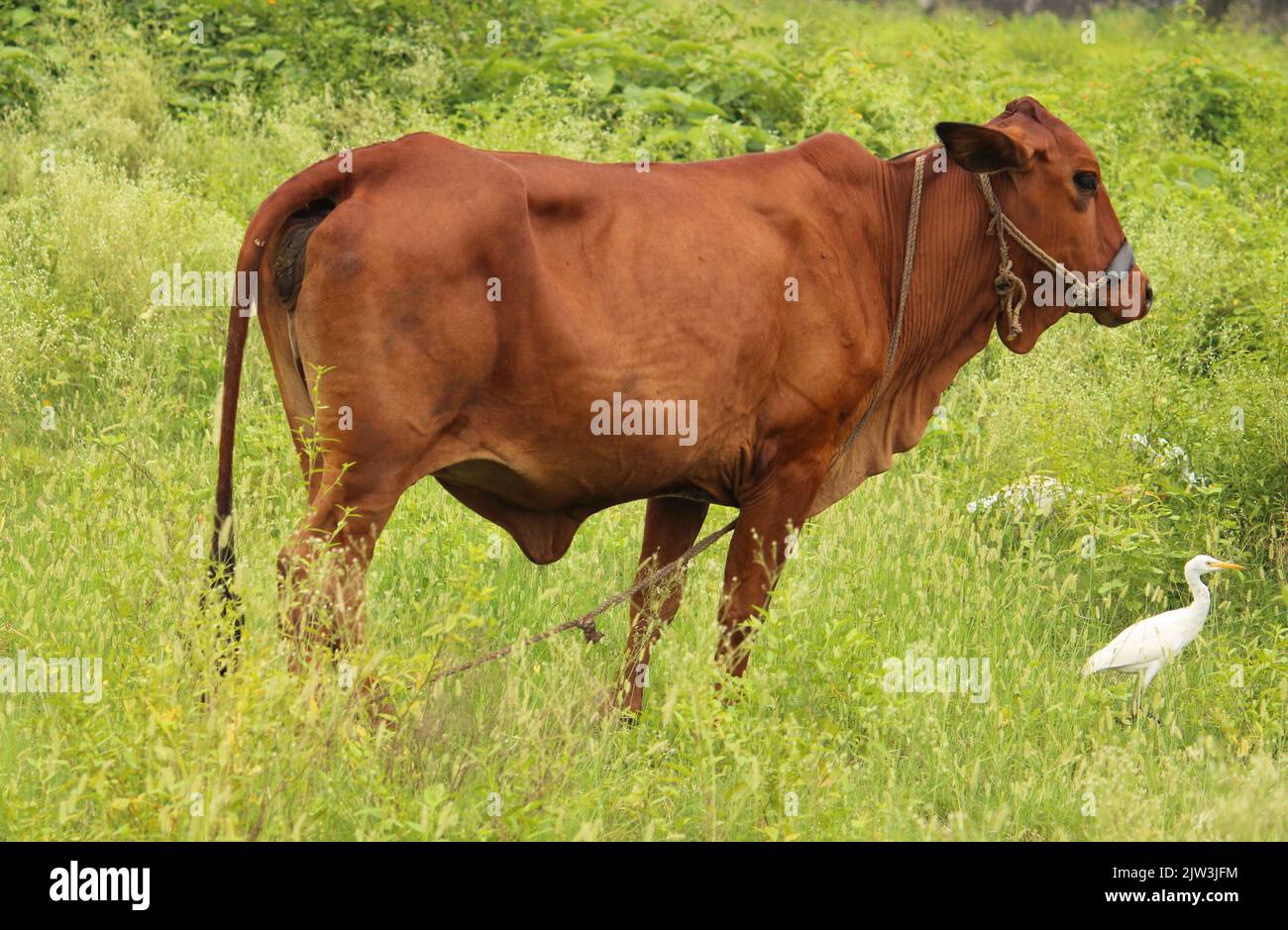 Une vache debout sur un champ d'herbe verte Banque D'Images