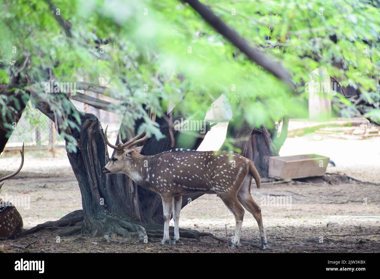 Le cerf à pois se trouve sous un arbre. Vue du parc zoologique national de New delhi, Inde. Banque D'Images