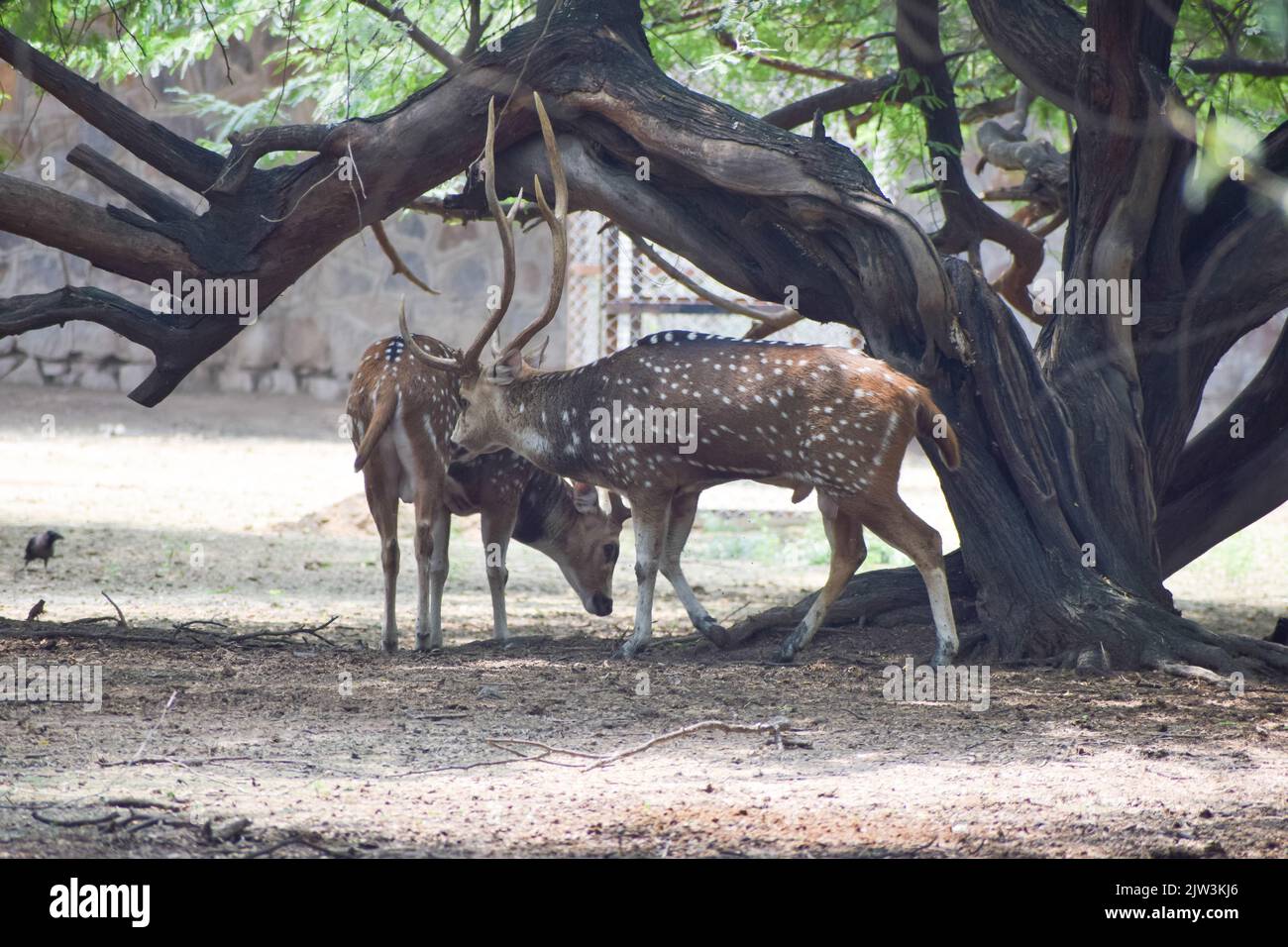 Le cerf à pois se trouve sous un arbre. Vue du parc zoologique national de New delhi, Inde. Banque D'Images