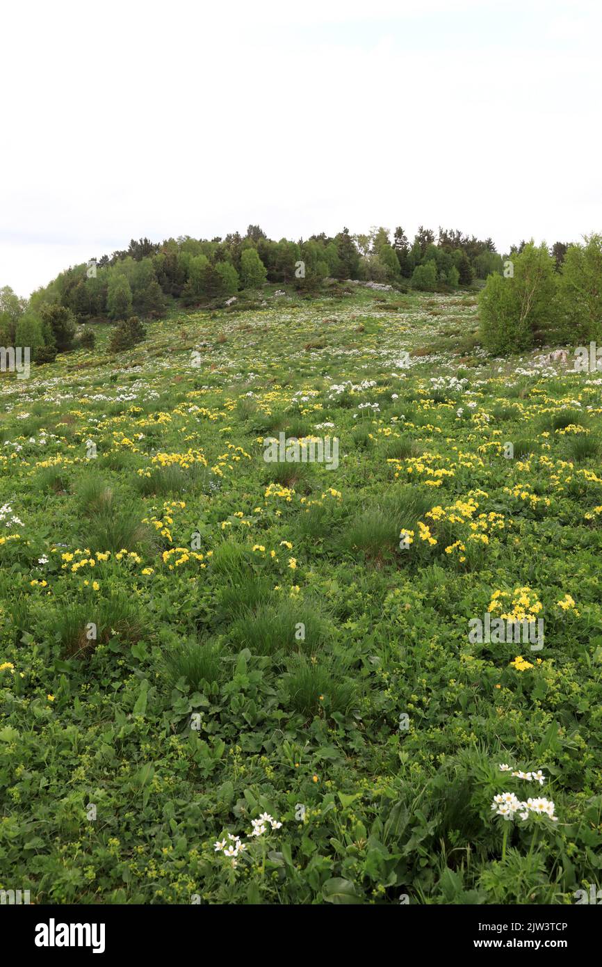 Paysage de prairie avec fleurs au plateau Lago-Naki, Caucase de l'Ouest Banque D'Images